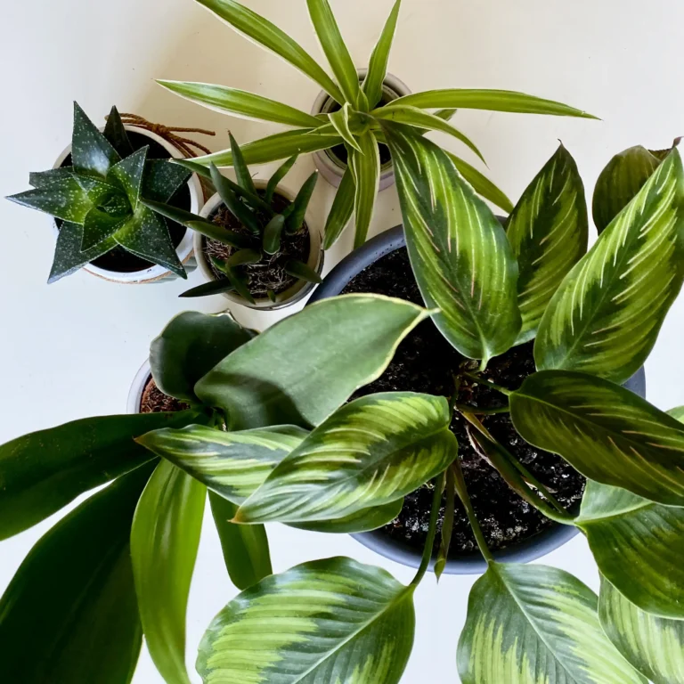 Houseplants